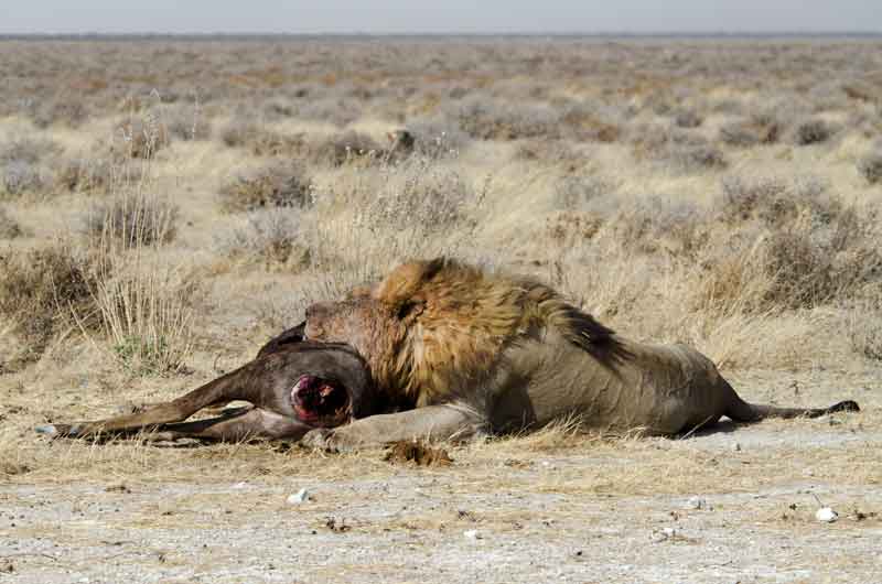 09 - Namibia - leones comiendo - parque nacional de Etosha